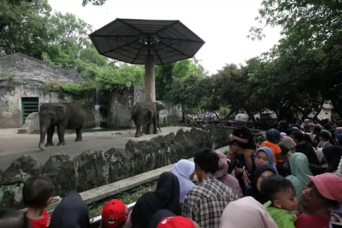 Ragunan Buka Wisata Malam 'Night at Ragunanzoo' Mulai 11 Oktober